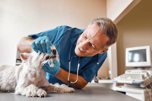 Best Mobile Emergency Dentist in Deer Park, OH